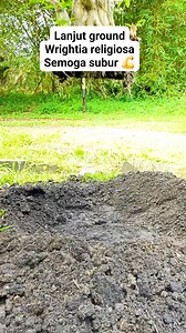 75 reactions · 86 comments | Lanjut ground  #wrightiaReligiosa #antingPutri #bonsaitree #fyp | Karimun Java | Facebook