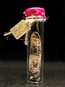 Mummified Leech in a Vintage Jar for Oddities and Curiosities Collectors With Personalized Tag - Etsy