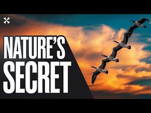 🪿 Why Geese Fly in V Formation: A Lesson in True Unity