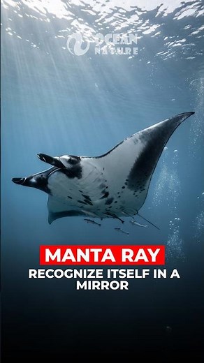 Manta Ray | This Fish Might Recognize Itself in a Mirror!