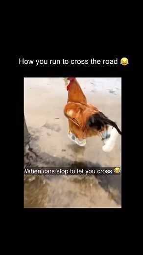 1.6K views · 19 reactions | The chicken run  Follow Greatest Of All Funny @greatestofallfunny for laughable, absurd, knee-slapper content! Thank you! Disclaimer: No copyright intended All rights and credits reserved to respective owner(s) DM @greatestofallfunny for credits/removal #greatestofallfunny #goaf #greatestofallfunnymemes #goafmemes #goafgang | Greatest Of All Funny | Facebook