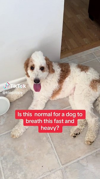 Understanding Goldendoodle Breathing: Fast Breaths Explained