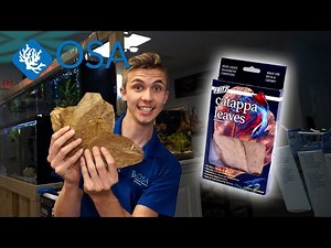 What are the benefits of CATAPPA LEAVES ? Botanicals in your shrimp aquarium! (Fritz Catappa Leaves)