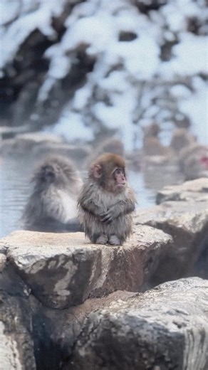 Atmos on Instagram: "Meet Japan’s hot spring bathing monkeys. High in the snowy mountains of Nagano, Japanese macaques have mastered the art of winter wellness. At Jigokudani Monkey Park, these “snow monkeys” are famous for soaking in natural hot springs—a behavior scientists say began in the 1960s after a young macaque mimicked a human bather. Over time, the ritual, which allows the primates to stay warm in the winter, became widespread among the macaques in the region. Today, the macaques have