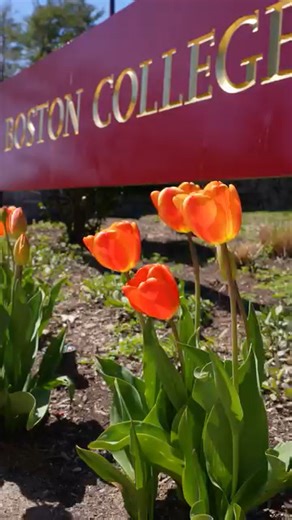 6.7K views · 308 reactions | Spring has sprung at Boston College | Boston College Alumni | Facebook