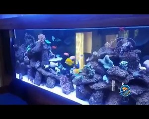 2.2K views · 52 reactions | Make your places more attractive with Marine World either at your house or workplace. We provide our best service at your door step. Some glimpse of Reef Aquarium made and maitained by MARINE WORLD . Very Satisfied clients. Some of our successful projects An eye capturing view done by Marine world in different cities of Pakistan. For appointment call M Hassan Khan 0322-4177777 | Marine World | Facebook