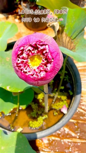 Grow Lotus at Home🏡So Easy🪷Kamal plantcare🪴#lotus #gardening #gardeningtips #kamal #hydroponics
