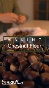 How to Make Gluten-Free Chestnut Flour 🌰 #baking #glutenfree #flour | Stark Bro's Nurseries