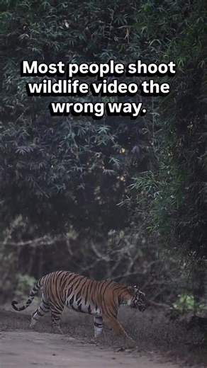 Many people ask what settings I use for wildlife videos and reels, especially during close encounters like this head-on walk of the Digdola male tiger in Kanha Tiger Reserve. This was filmed on my @nikonindiaofficial Z9 with 400mm f2.8, in 4K 120fps, 10-bit, N-RAW. Shooting 120fps gives smooth slow motion with sharp detail and natural motion — perfect for wildlife behaviour, tiger movement, animal walking shots and cinematic reels. Firstly for the right shutter speed, I follow the 180-degree shu