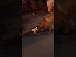 Dog breaks up fight between two cats