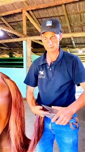 Watch This Horse Become a Stunning Royal Racer ✨#beat