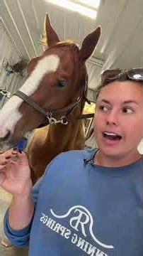 Breeding season updates! Part 1 #Horses #horsebreeder #horsebreeding