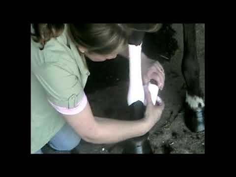 Cool Cast/Gel Cast for injured tendon or ligament on a horse's leg.