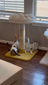 Betty and her kittens left for Colorado this morning 🥺 I miss them already! They will be in a new foster home together to continue healing their eyes and working on socialization. From there they will be fixed and adopted! There’s already another family waiting for me at the shelter and they will die without a foster home. That’s why we keep these animals moving and get them out of Texas ASAP; there are thousands more every day in need. Please get your pets fixed and always adopt, don’t shop! #