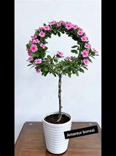 Periwinkle in a perfect full moon shape! #Periwinkle #PlantingTips #GardeningKnowledge