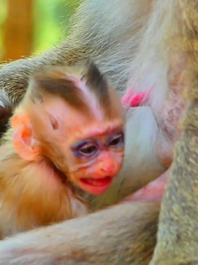 Baby Monkey's Dangerous Fall From High Tree