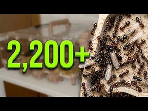All My Ant Colonies – July 2026 Update | Over 2,200 Messor angularis!