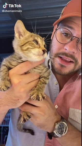 Bengali Cat Transformation: From Grow to Vet Care | Gato Bengalí