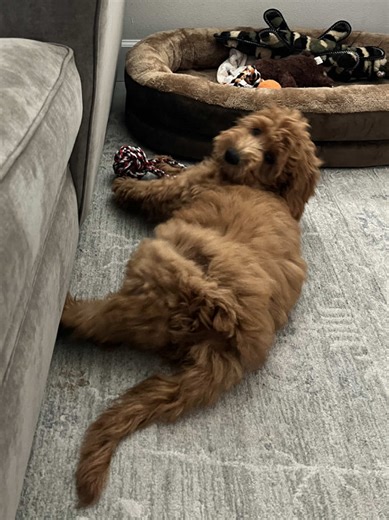 Goldendoodle Puppies: Adorable Moments to Cherish