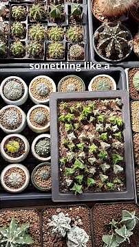 Pros and Cons Growing Cactii 🌵 From SEEDS