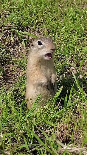 The cutest animals:ground squirrel.And you can hear the ground squirrel's sound after 17 seconds.