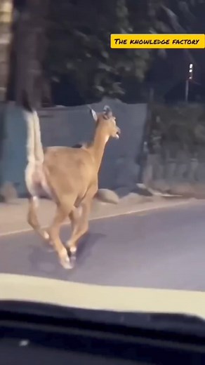 5.4K views · 161 reactions | Musk deer 歷 or Kasturi hiran amazing facts #reels #musk #muskdeer | The Inside | Facebook