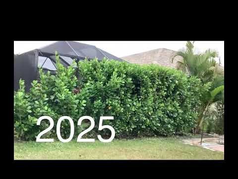 Planted This 2 Gallon evergreen Privacy Clusia Hedge in 2022 Now About 8 Feet Tall