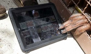 Researchers want to make tech more accessible for animals, too