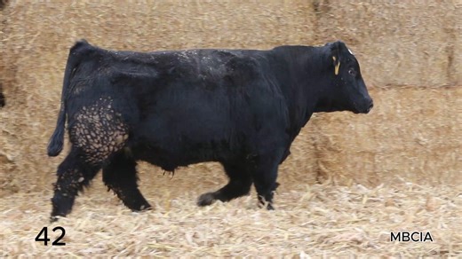 Lot 42: MBCIA - Minnesota Performance Tested Bull Sale