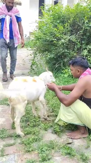 Interacting with a Unique Orange-Spotted Goat