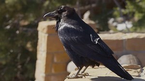 Free Bird Videos: 4K & HD | No Watermark | Download Now