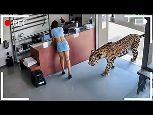 50 Real-Life Shocking Animal Moments – You Won’t Believe What Happens Next!