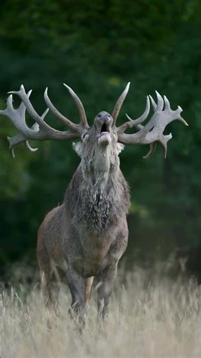 🦌Majestic Red Deer Bellowing #deer #nature #wildlife