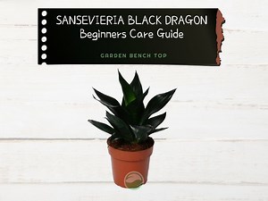 Sansevieria Black Dragon Care Guide (  Propagation Tips)