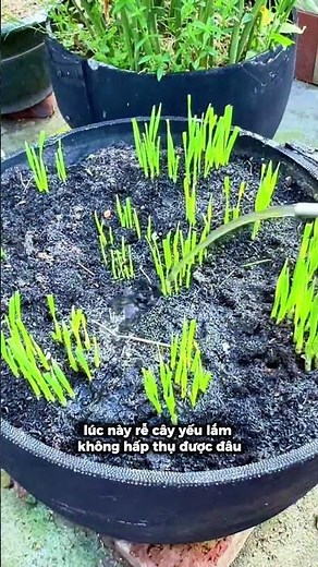 Great Tips for Beginners Growing Organic Veggies at Home! #urbanfarming #greattips