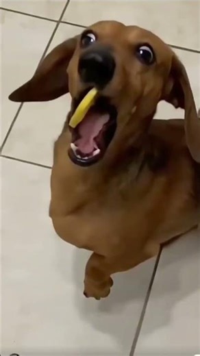 " Dog first time tasting Lemon...his reaction was hilarious 😂