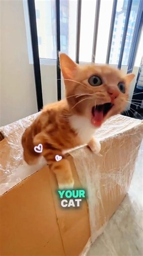 Cats Only Meow for Humans?! 🤫