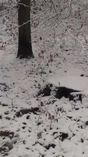 thunder Jack nico #fireworks #feuerwerk #pyroforever #pyro #silvester