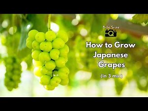Japanese Grape Farming in 3 minutes