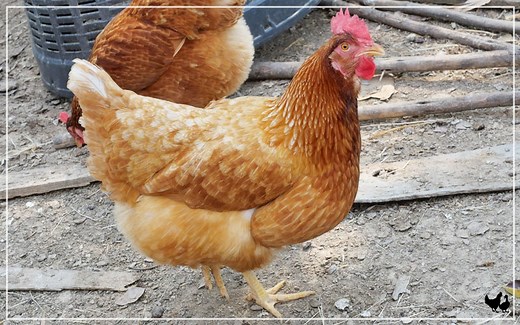 ISA Brown Chickens - Breed Profile & Facts - LearnPoultry
