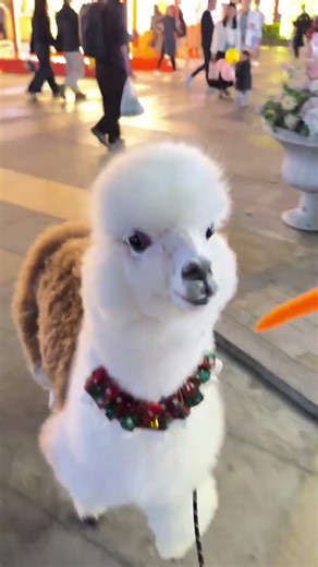 In a Hurry! Meet the Cutest Alpaca Ever