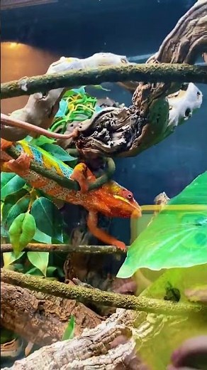 Visiting an exotic pet shop!