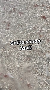 Has the surf ever snatched a prime shell right out from under you? Sand dipper to the rescue! 🛟 | Florida Shelling Fanatics