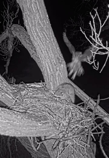 Bonnie & Clyde 1-10-26. Bonnie & Clyde Tag Team Raccoon Intruder. 🦉🦉🦝