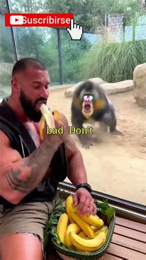 The Monkey Goes Crazy! Bodybuilder Trolls Him by Eating Bananas in Front of the Glass. #animalattack