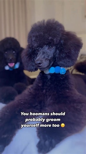 18K views · 1K reactions | We’re the cutest @newyorkpoodlebrothers 殺 What’s unique about your companion? We wanna know! ♥️﫶 #thepoodlesworld #poodle #poodles #cutepoodle #minipoodle #miniaturepoodle #poodlepuppy #standardpoodles #toypoodles | Poodles World | Facebook