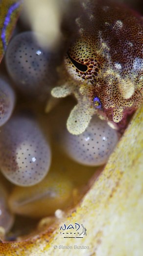 The Blue Ringed Octopus is a diligent parent. Watch this octomum look after her eggs until they hatch! 🥰 Video by Simon Buxton - @sibux Diving with @nadlembeh Filming this took almost 24hrs of in-water time, using @revorebreathers, @nauticamhousings and @reddigitalcinema gear. Thanks to my buddy @hungrythirstybored #octopus #bluering #blueringedoctopus #parenthood #wildanimals #wild #naturereels #underwater #underwaterphotography #lembeh #lembehstrait #scuba #divinglife #diveindonesia #viralind