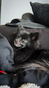 Vampire boy says: Leave me to sleep silly mortal #dogsofinstagram #pomeranian #goth #dog #gothgirl #adoptdontshop #love #lovemydog #gothgirl #vampire | Bridget Bishop