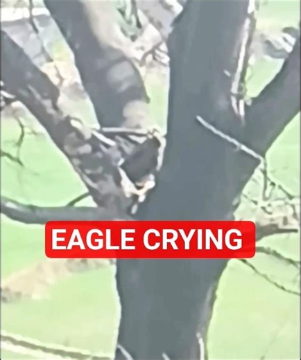 Eagle Sound ll Thirsty Eagle Crying ll #birds