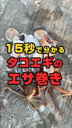 15秒で分かる！タコエギのエサ巻き #大阪湾 #タコ釣り #ルアーフィッシング #タコエギ #堤防釣り